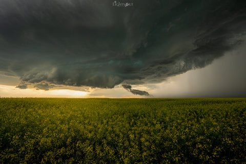 Field of Gold