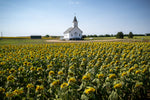 St Paul Lutheran Church - Blooming Sunflowers V2