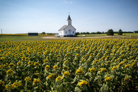 St Paul Lutheran Church - Blooming Sunflowers V2