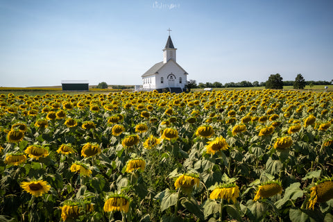 St Paul Lutheran Church - Blooming Sunflowers V1