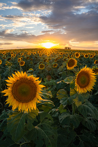 Sunflowers & Sunshine