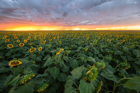 Sunflower Sunset Stormfront